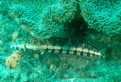 Parapercis stricticeps