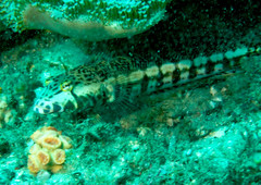 Parapercis stricticeps