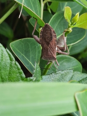 Mictis tenebrosa