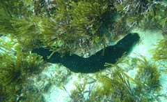 Holothuria leucospilota