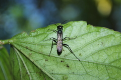 Chalybion zimmermanni