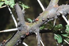 Camponotus rectangularis