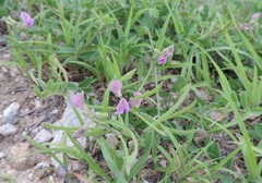 Tephrosia cinerea