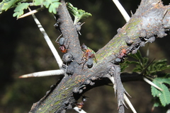 Camponotus rectangularis