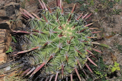 Ferocactus recurvus