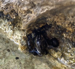 Isognomon californicus