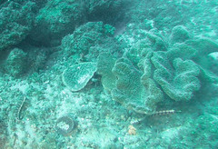 Parapercis stricticeps