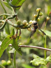 Apodynerus formosensis