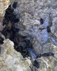 Isognomon californicus