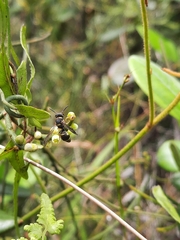 Apodynerus formosensis