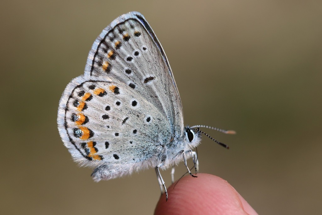 Karner Blue