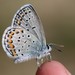 Karner Blue - Photo (c) Alex Harman, some rights reserved (CC BY-NC), uploaded by Alex Harman
