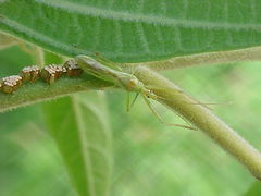 Atopozelus