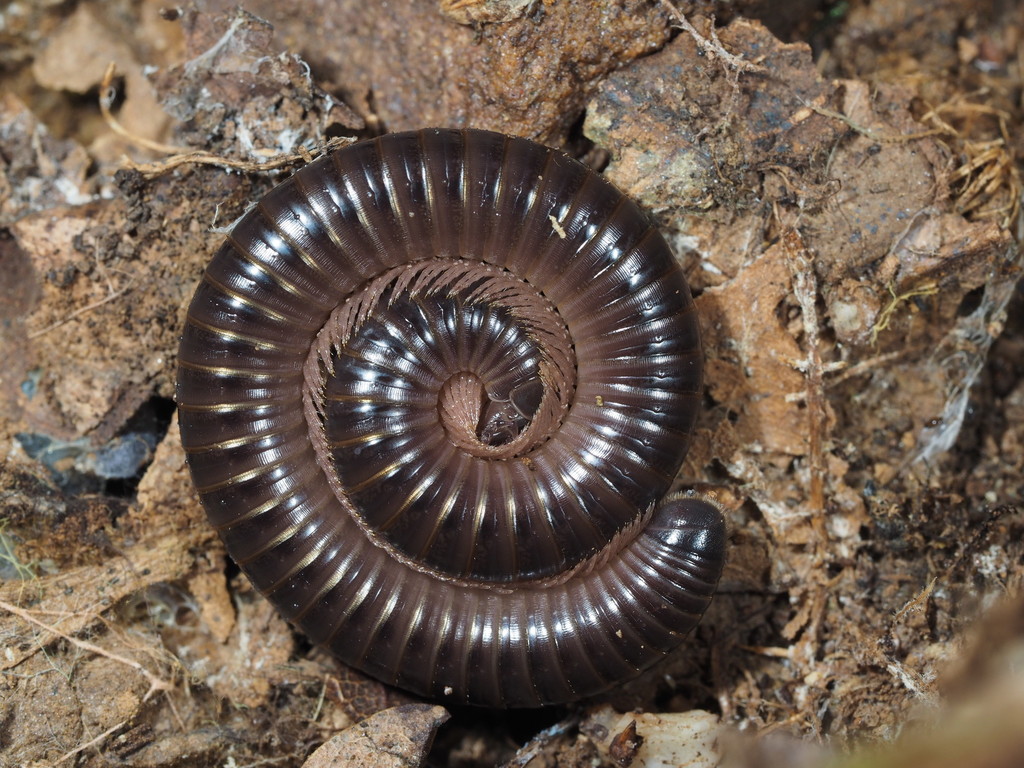 Vinaceous Pachyiulus