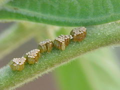 Atopozelus