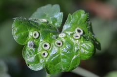 Rondaniola bursaria