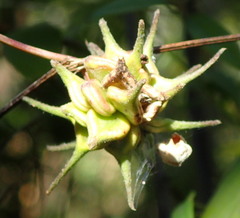 Clematis crispa