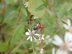 Tritoxa incurva