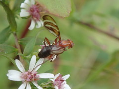 Tritoxa incurva