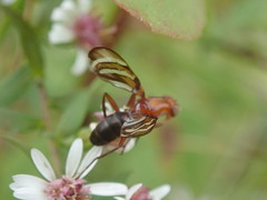 Tritoxa incurva