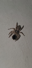 Menemerus bivittatus