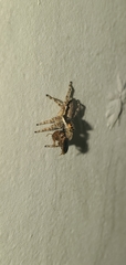 Menemerus bivittatus
