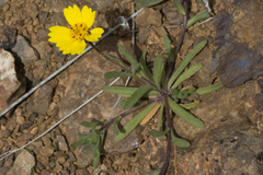 Layia platyglossa