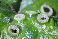Rondaniola bursaria