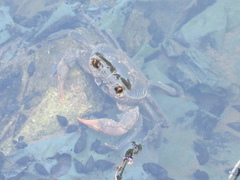 Potamon hippocratis
