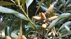 Lithocarpus edulis