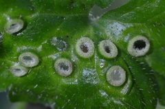 Rondaniola bursaria