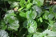 Rondaniola bursaria