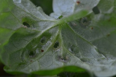 Rondaniola bursaria