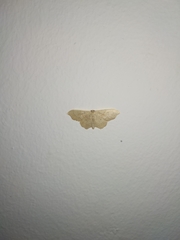 Idaea emarginata simplicior