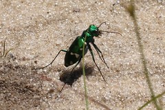 Cicindela patruela