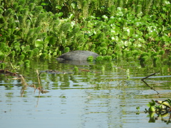 Egretta tricolor