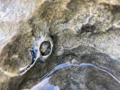 Nesochthamalus intertextus