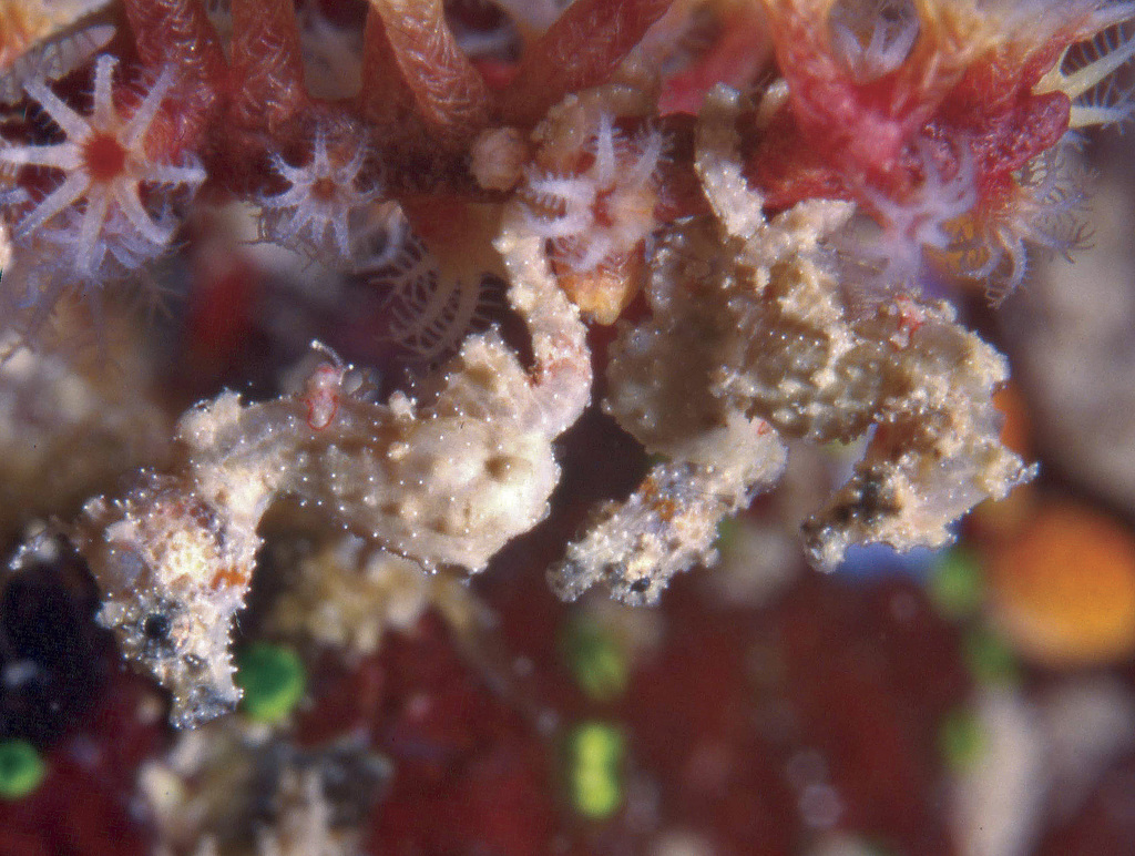 Satomi's Pygmy Seahorse
