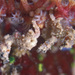 Satomi's Pygmy Seahorse - Photo (c) John Sear, some rights reserved (CC BY)