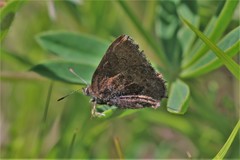 Callophrys polios