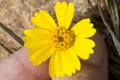 Layia platyglossa
