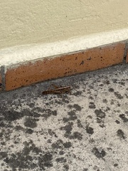 Schistocerca piceifrons