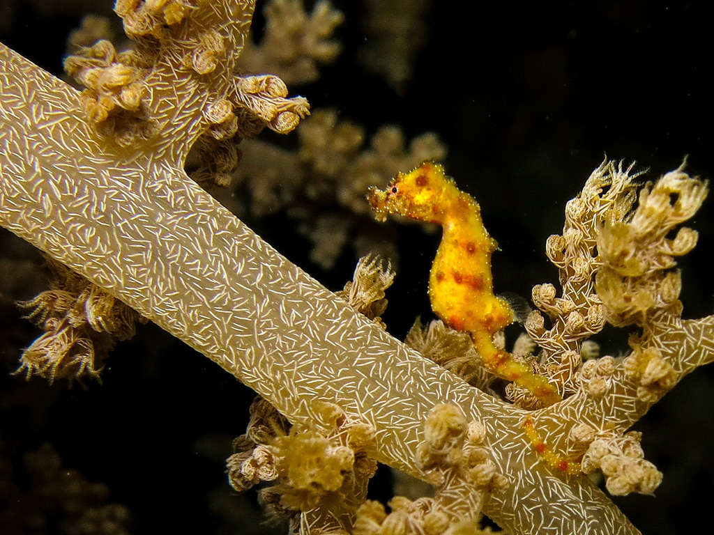 Walea Soft Coral Pygmy Seahorse