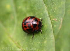 Platyphora congregata