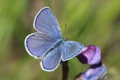 Plebejus samuelis