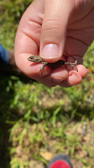 Sceloporus grammicus