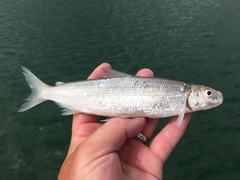 Coregonus artedi