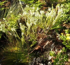 Struthiola dodecandra
