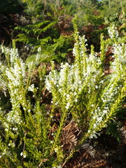 Struthiola dodecandra