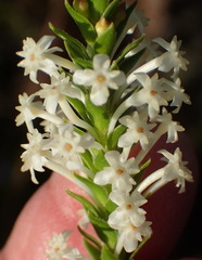 Struthiola dodecandra